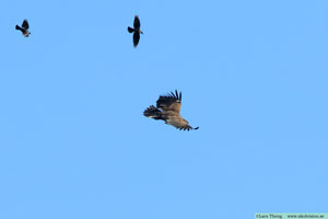 Havsörn, Haliaeetus albicilla